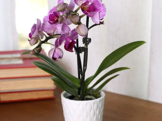 12 Houseplants That Bloom in Winter