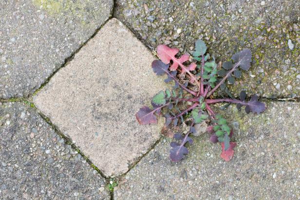 Weed Growing Through Crack in Patio Weed Growing Through Crack in Patio