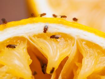 Fruit flies on squeezed lemon slice