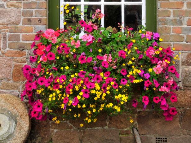 Container Gardening Ideas 7 mood lifting medley 15 Simply Stunning Summer Window Box Recipes Container Gardening Ideas 8 stunning container gardening ideas garden decor diy home 15 Simply Stunning Summer Window Box Recipes