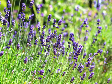 English Lavender: How to Grow and Use in Your Garden