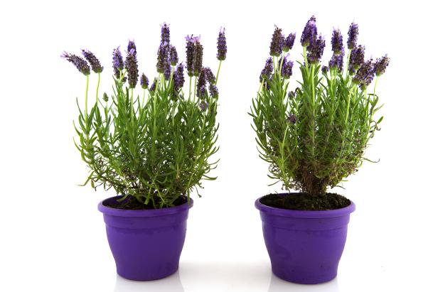 Prune carefully and you can grow a lavender tree or topiary in a container.