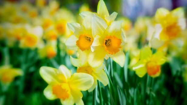 For best results in forcing daffodils, start with big, plump bulbs. Look for cultivars that are recommended for forcing.