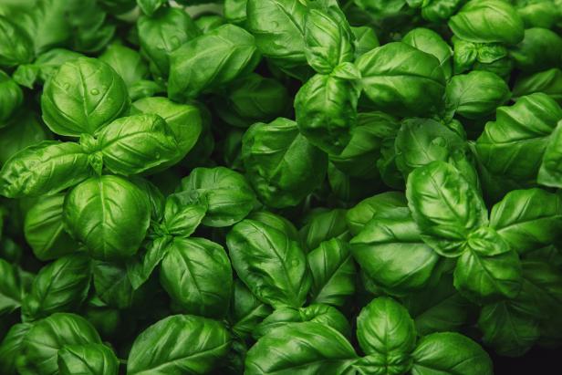Live Basil Plant Live Basil Plant