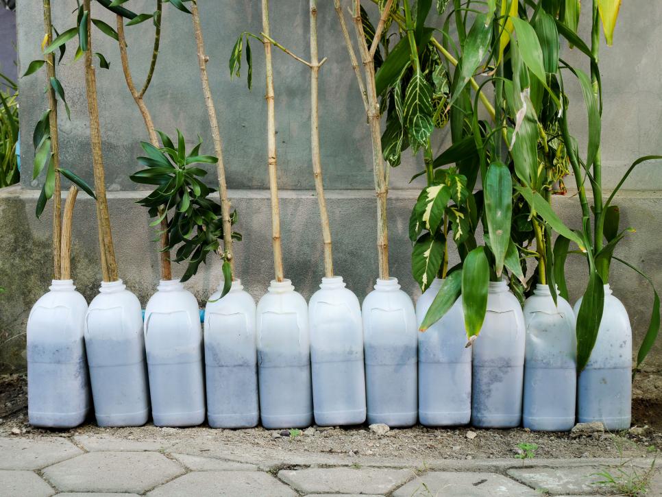 Best Ideas for LowCost Food Crops HGTV