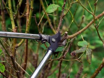 Tree pruning