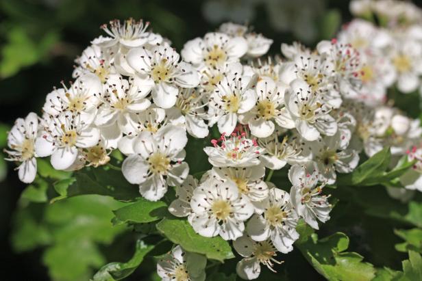 Seasonal Allergies Can Be Caused by Blooms Such as Hawthorne Seasonal Allergies Can Be Caused by Blooms Such as Hawthorne