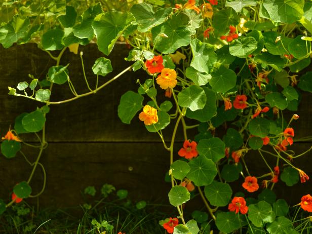 Nasturtiums Make a Colorful Addition to a Midsummer Garden Nasturtiums Make a Colorful Addition to a Midsummer Garden