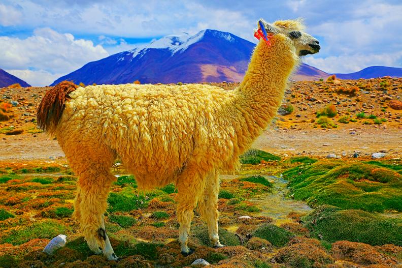Alpaca andean llama, animal wildlife in Bolivian Andes altiplano and Idyllic Atacama Desert, Volcanic landscape panorama â   Potosi region, Bolivian Andes, Chile, BolÃ­via and Argentina border