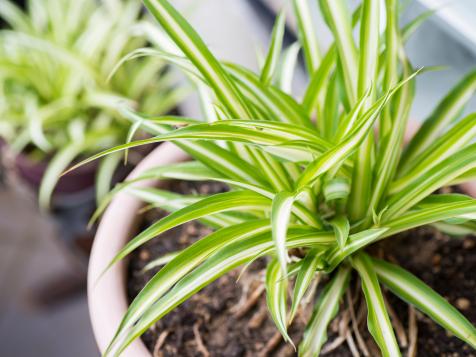 Spider Plant Care: Tips for Growing Chlorophytum Comosum Indoors