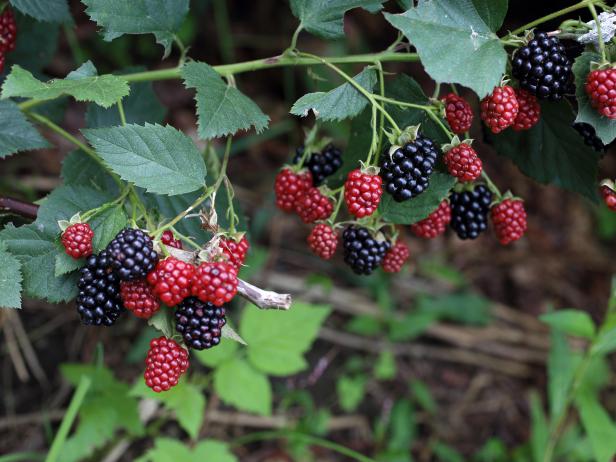 Pruning Brambles (Blackberries and Raspberries) Pruning Brambles (Blackberries and Raspberries)