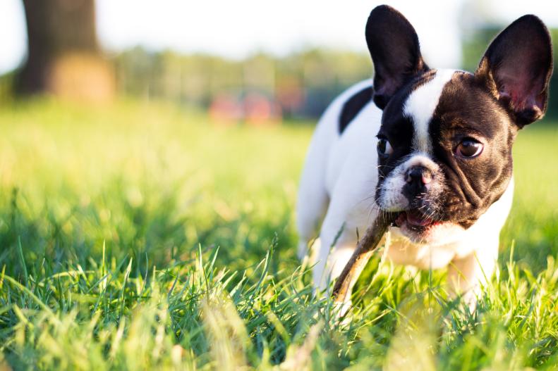 Baby French Bulldog dog in the park