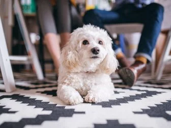 Dog below office desk in small office