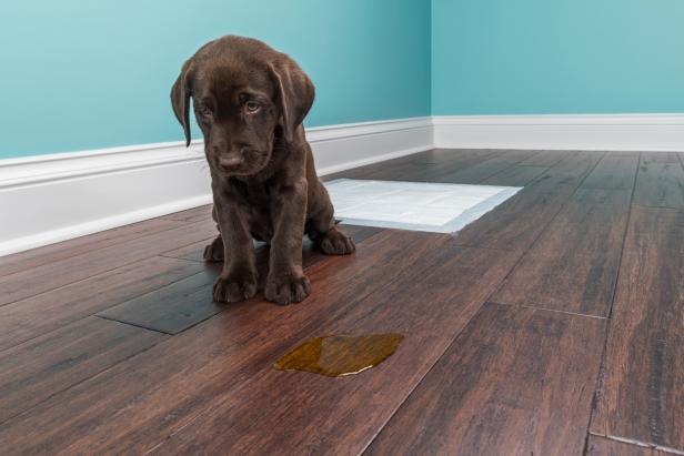 A distraught 8 week old Chocolate Labrador Retriever sitting next to a urine puddle on the hardwood floor because they missed the training pad behind them. Anybody that has had a young puppy knows the process of house breaking a puppy can be difficult.