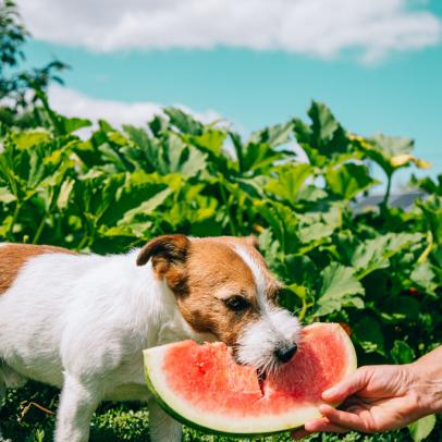 Celebrate Summer With Fruit-Inspired Pet Gear