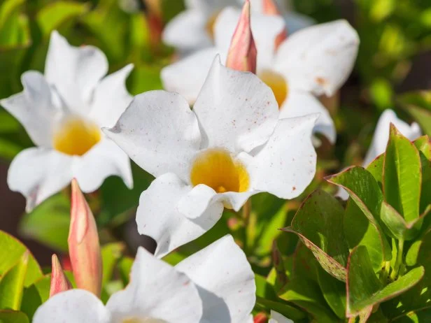 Beautiful white flowers of Mandevilla laxa, close-up. Chilean jasmine. an ornamental plant.