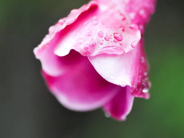 dew drop on Rose dipladenia , Alice Du Pont or Mandevilla flower