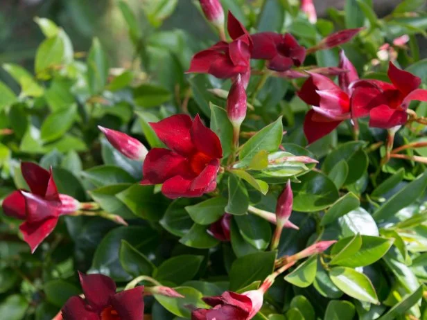 Blooming Mandevilla sanderi Red Riding Hood with red flowers, beautiful garden plant native to Rio de Janeiro