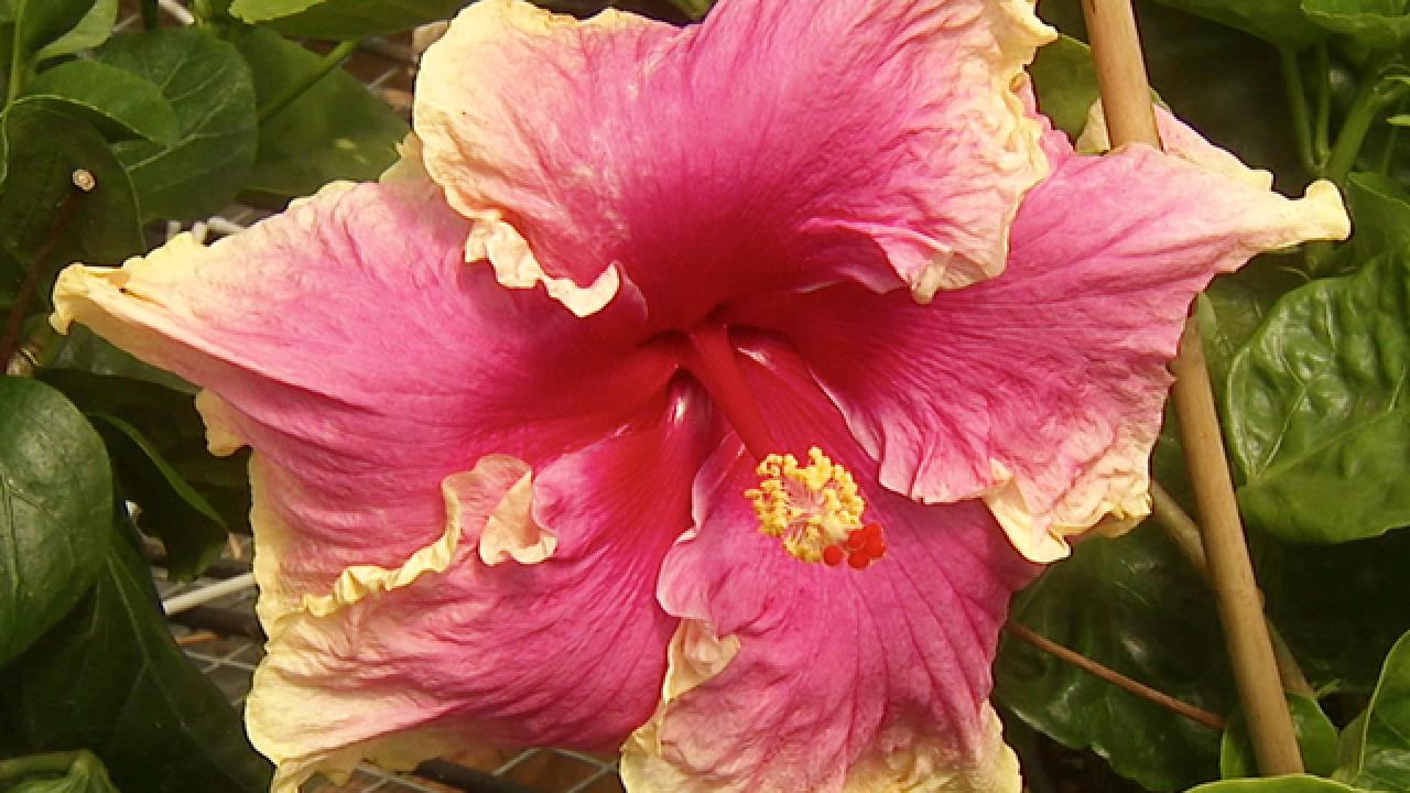 Garden Flowers: Hibiscus