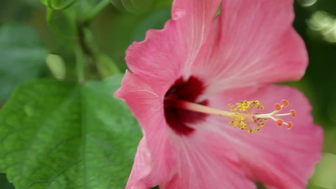 Hibiscus 101: Everything You Need to Know About the Hibiscus