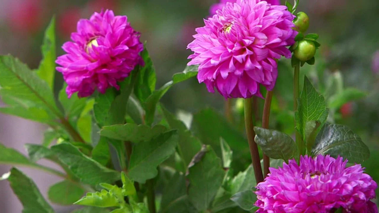 All About Dahlias