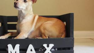 DIY Personalized Dog Bed