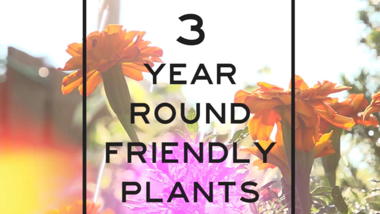 3 Year-Round Friendly Plants