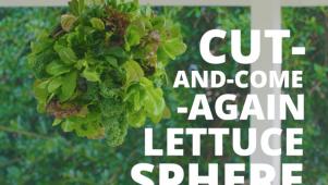 How to Grow a Lettuce Sphere
