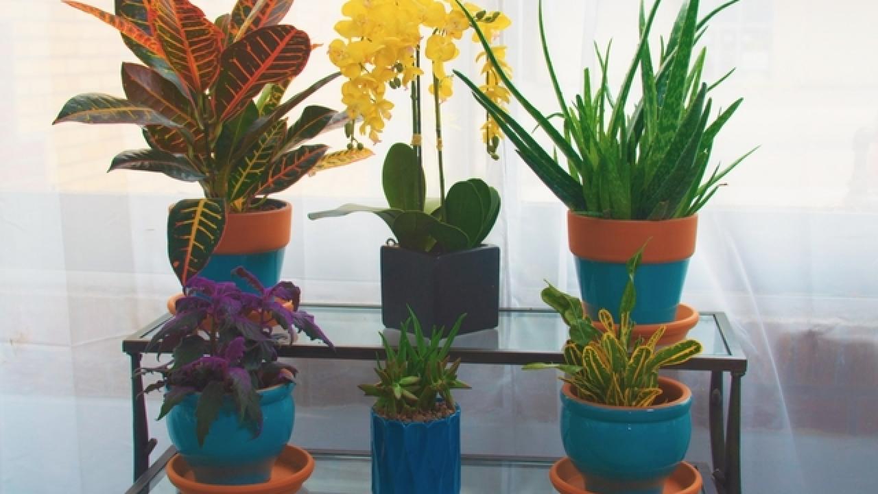 How to Keep Your Houseplants Alive