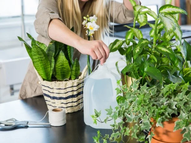 tips for how to water plants when away