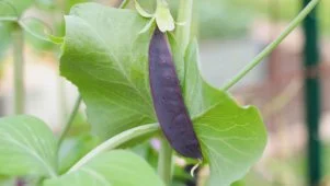 Herbs, Tomatoes and Snap Peas