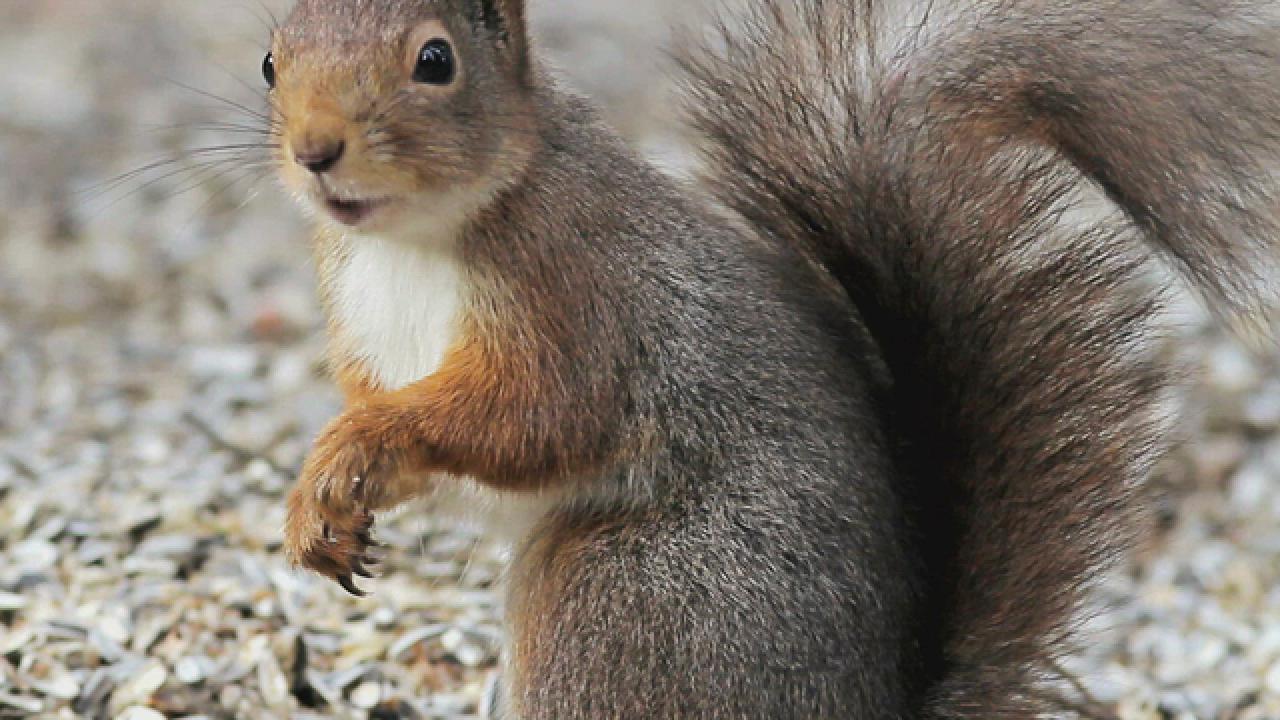 Snakes and Squirrels