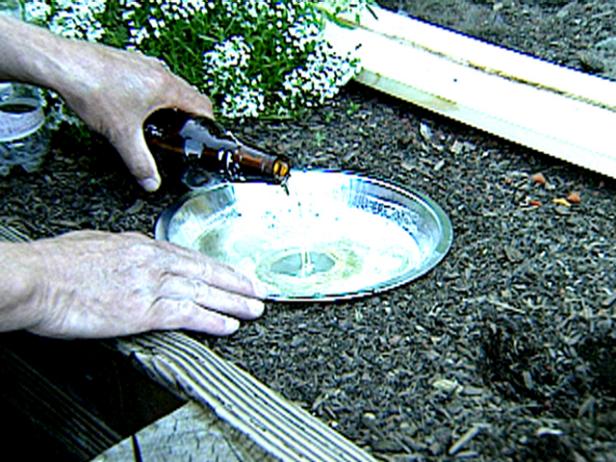 Easy Beer Trap for Snails