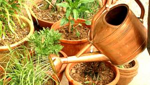 Caring For Container Plants