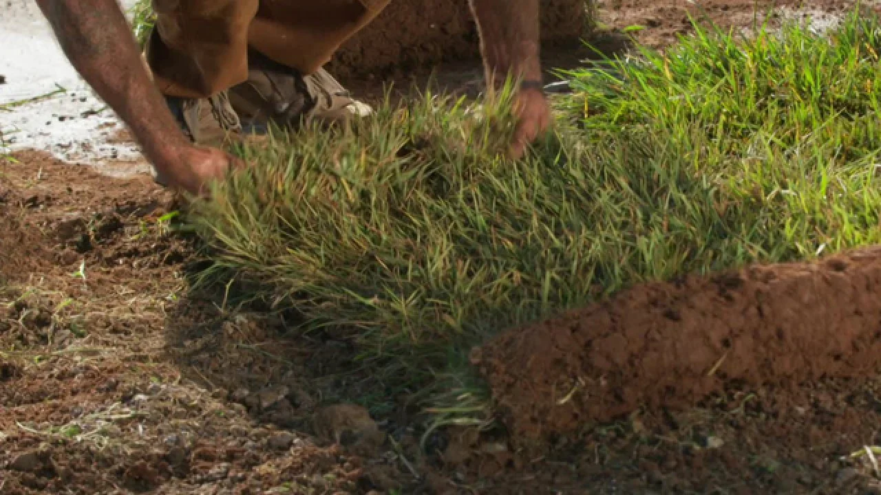 How to Lay Sod