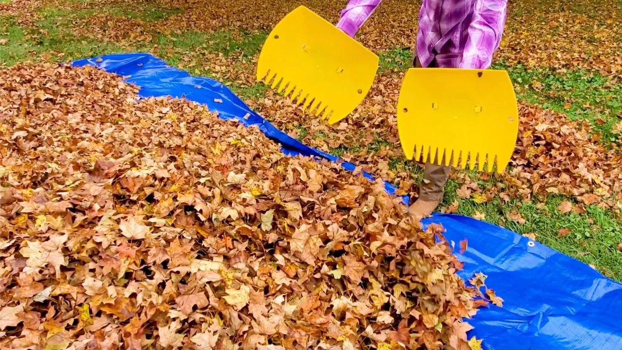 4 Tools for Keeping a Leaf-Free Lawn