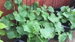 Can You Grow Cucumbers in Containers?