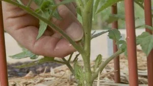 Slugs, Tomato Suckers and Regrowing Scraps