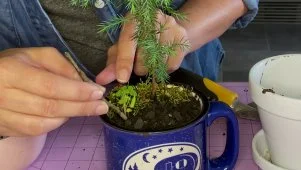 Fairy Garden In a Mug