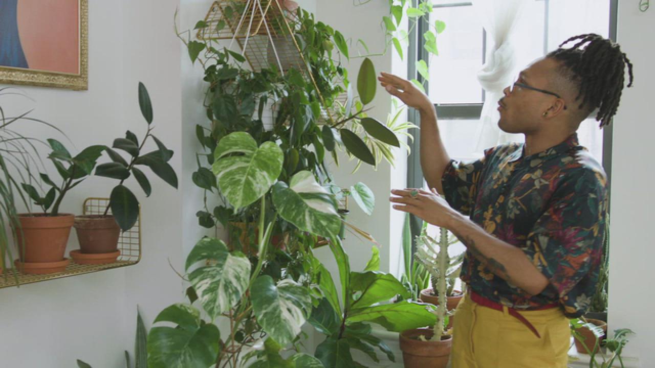 Explore Plant Kween's Indoor Jungle