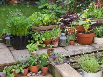 Patio Container Garden