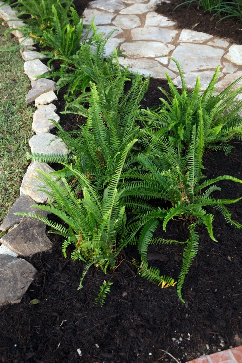 Limestone Rock Pathway Lined With Mulch and Grass 