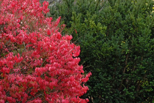 burning bush