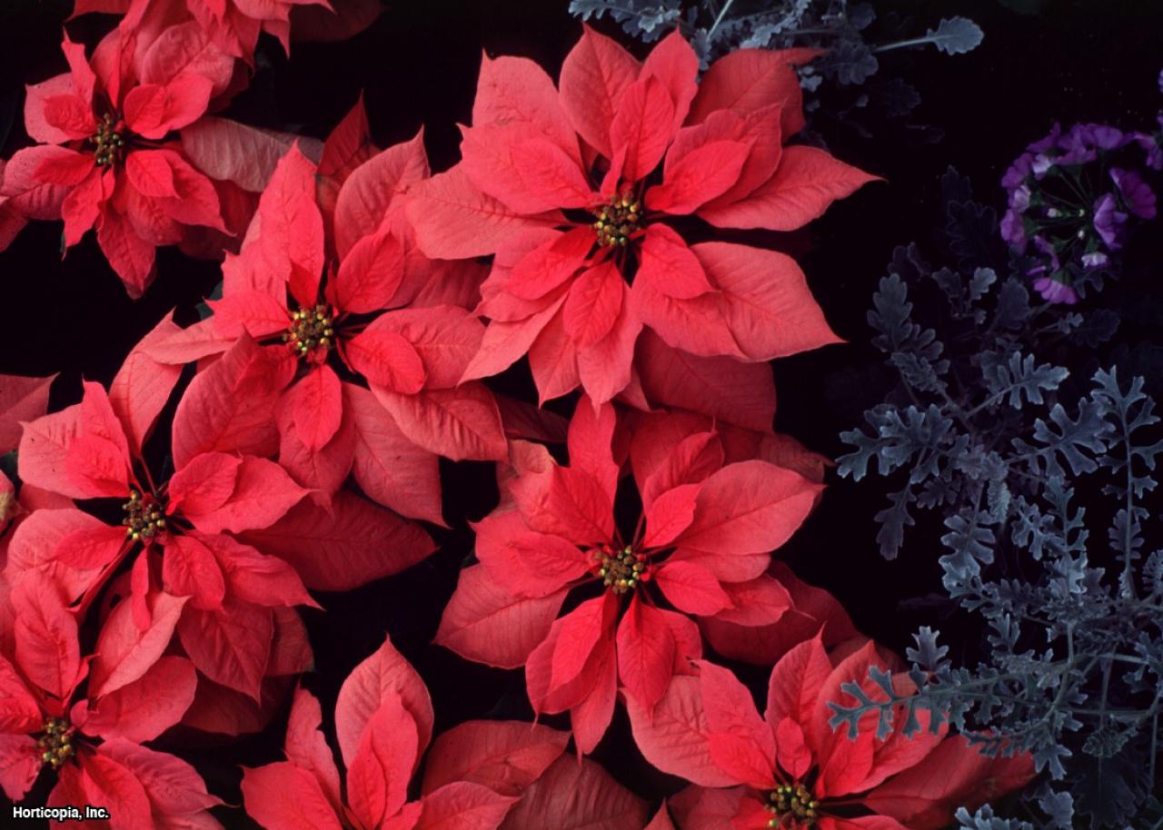 red christmas plant poinsettia