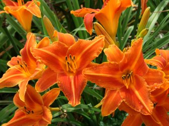 'Lady Lucille' Orange Daylily