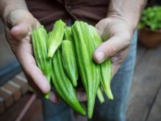 Organic grower "Farmer D" Daron Joffe holds organic okra. Okra is susceptible to damage from nematodes, so it should follow a crop rotation using corn or grass crops. Okra should not follow other crops that are highly susceptible to nematodes such as squash and sweet potatoes.