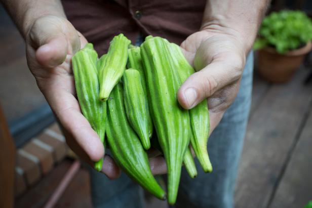 Organic grower "Farmer D" Daron Joffe holds organic okra. Okra is susceptible to damage from nematodes, so it should follow a crop rotation using corn or grass crops. Okra should not follow other crops that are highly susceptible to nematodes such as squash and sweet potatoes.