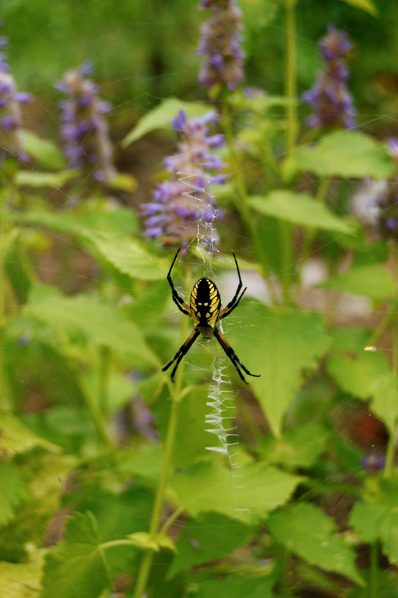 How To Keep Pests Out Of Your Garden Organically Without