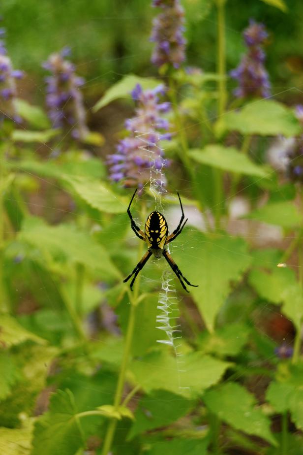 spider in the garden