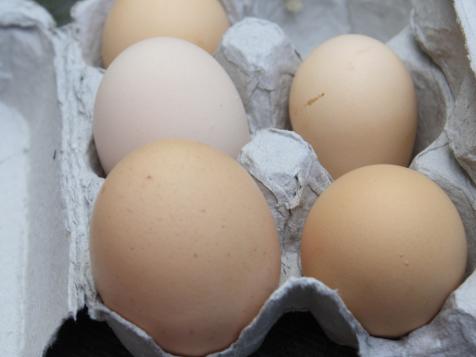 What to Expect From Your First Eggs